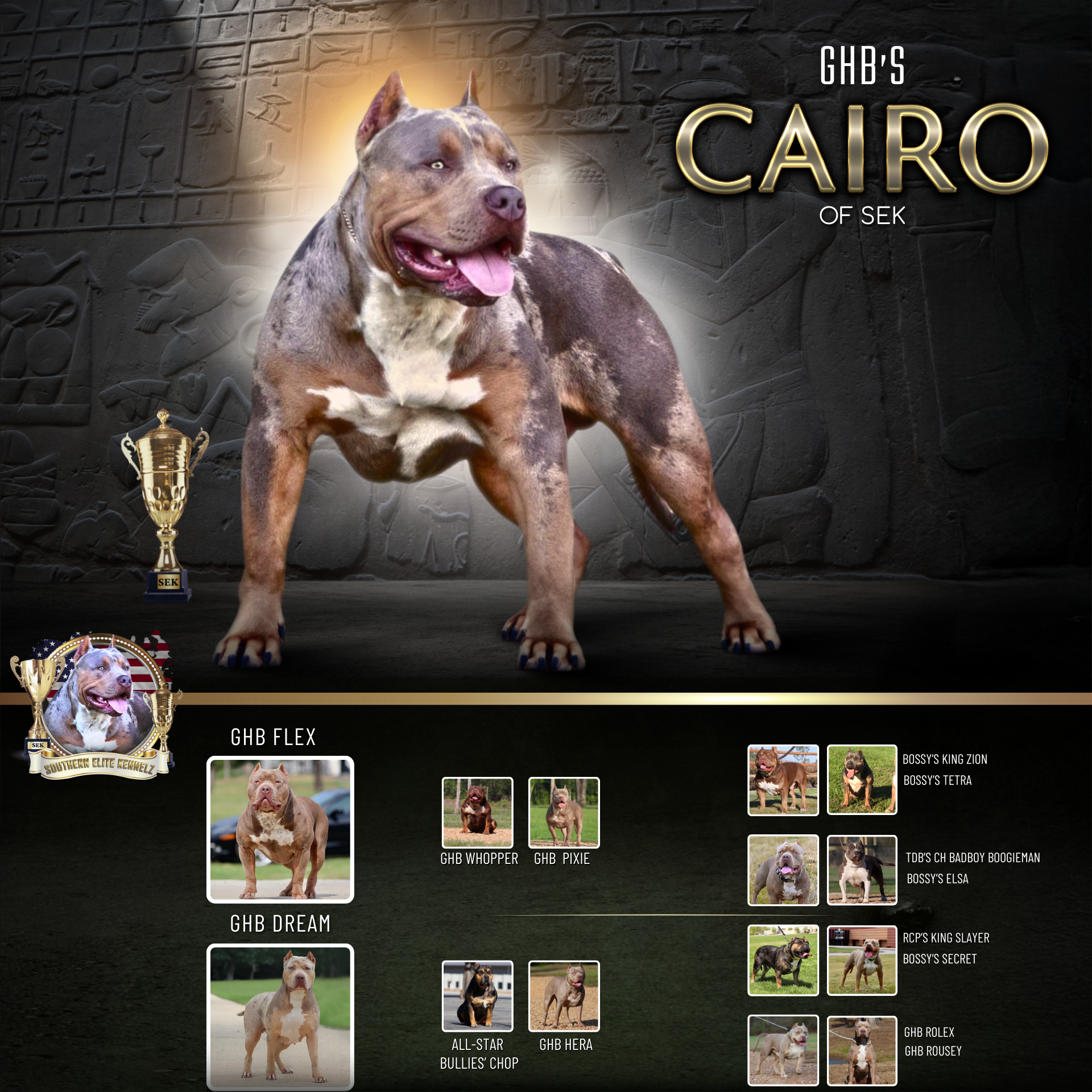 GHB's Cairo of SEK lilac tri merle health tested XL Bully stud