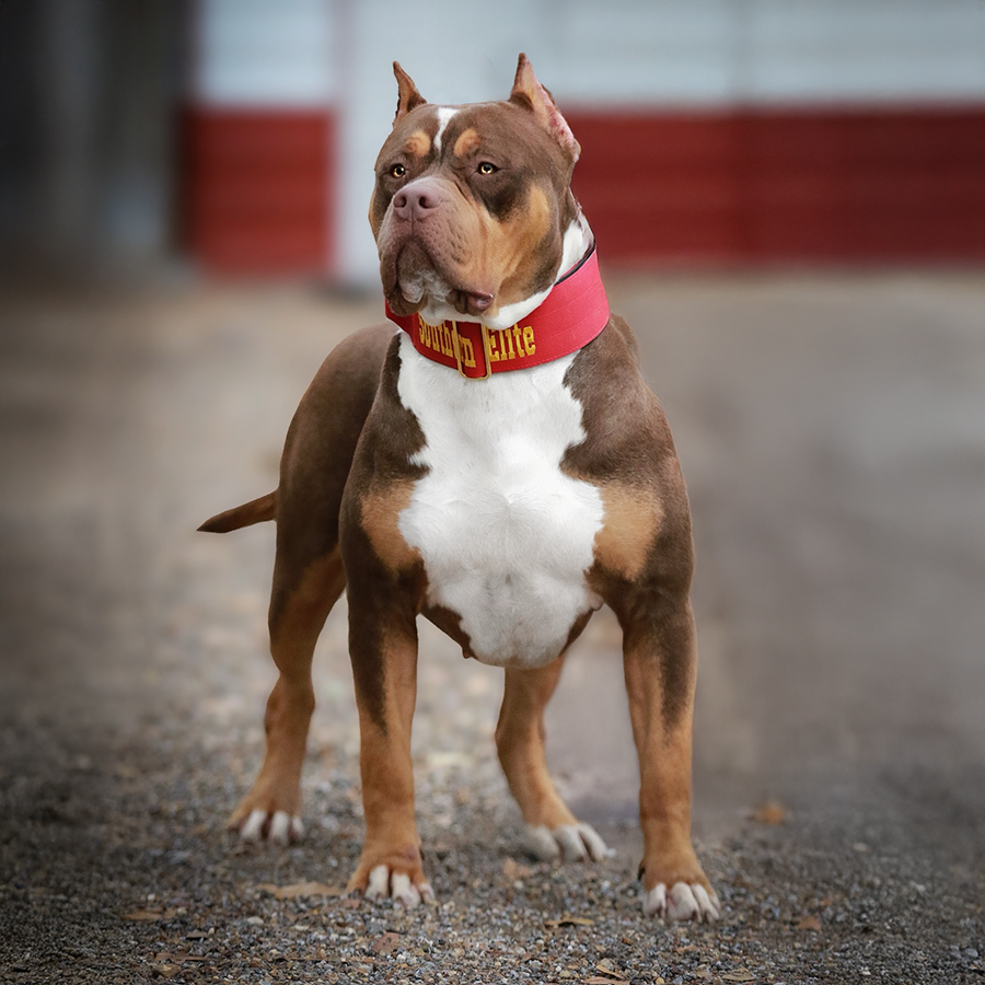 Read more about the article SEK’s Layla