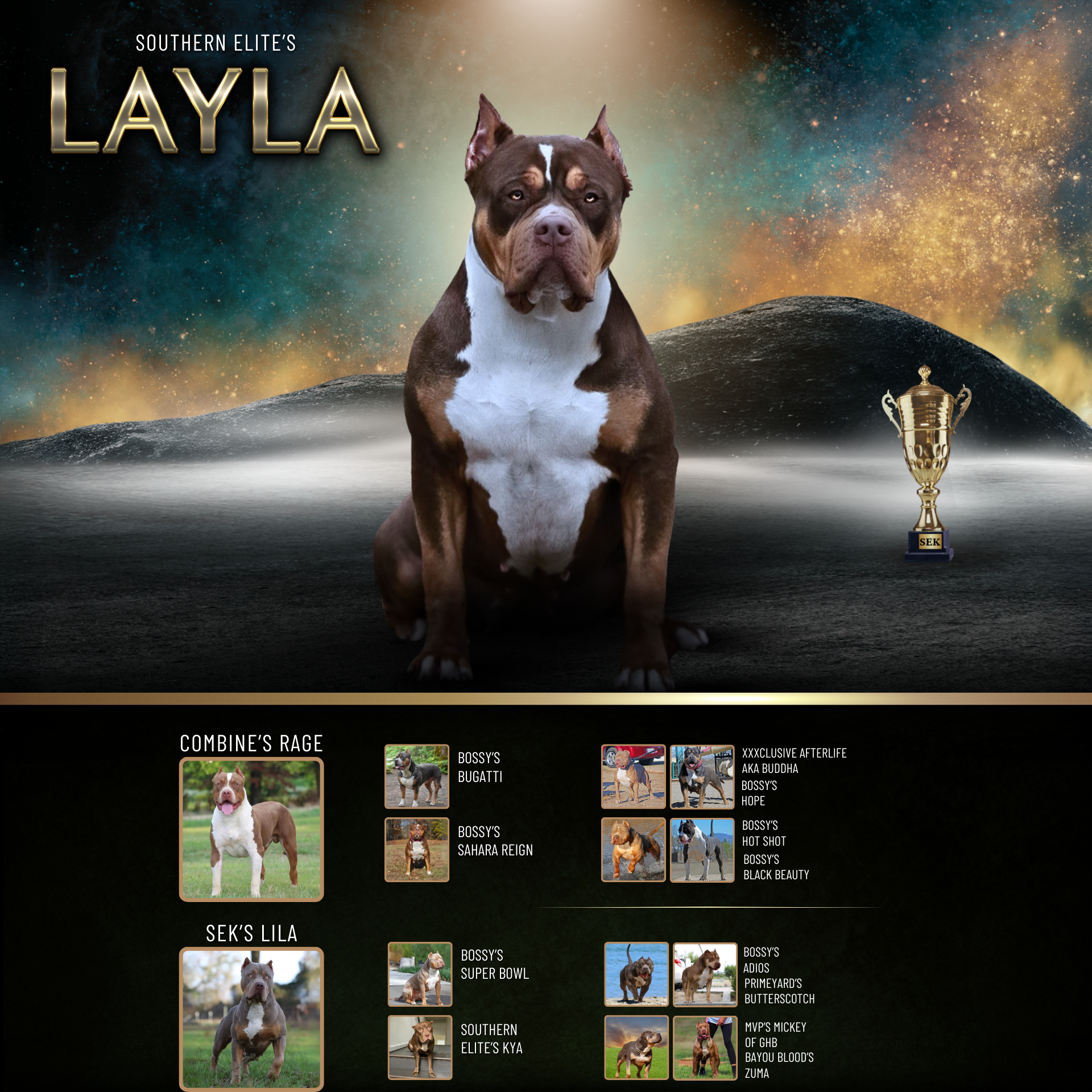 Southern Elite's Layla chocolate tri Xl Bully female with health testing