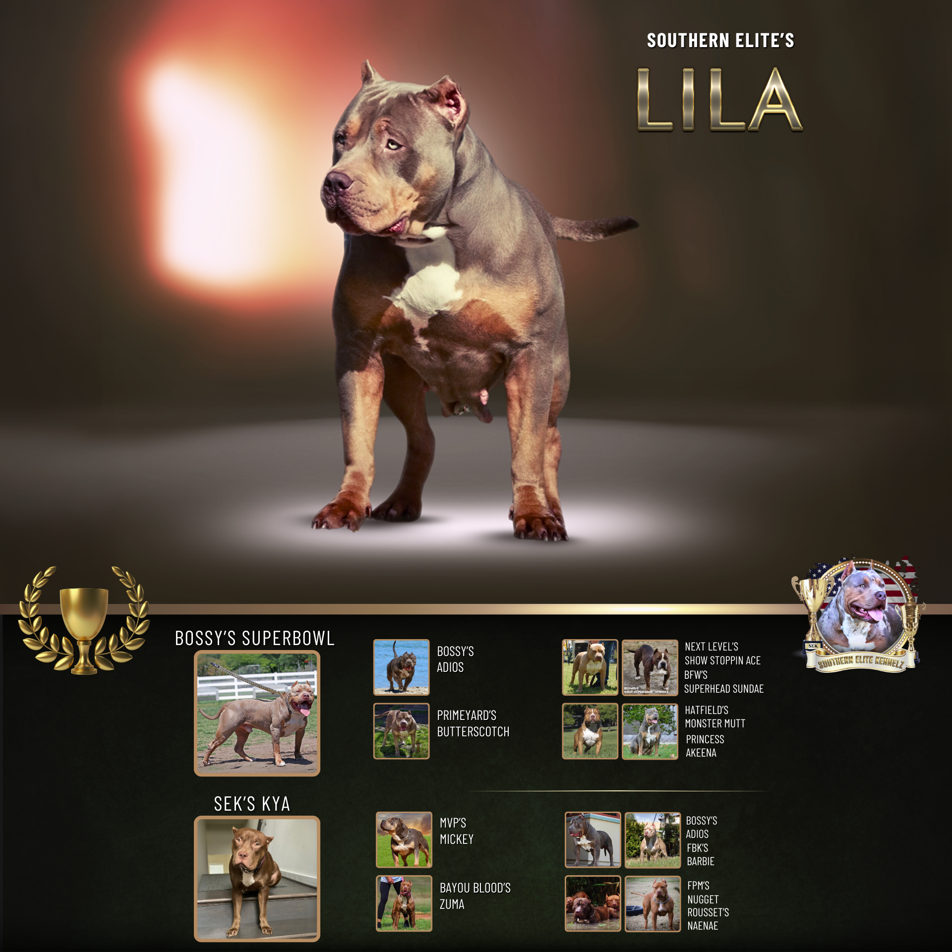Southern Elite's Lila muscular lilac tri Xl Bully female health tested Bossy bloodline