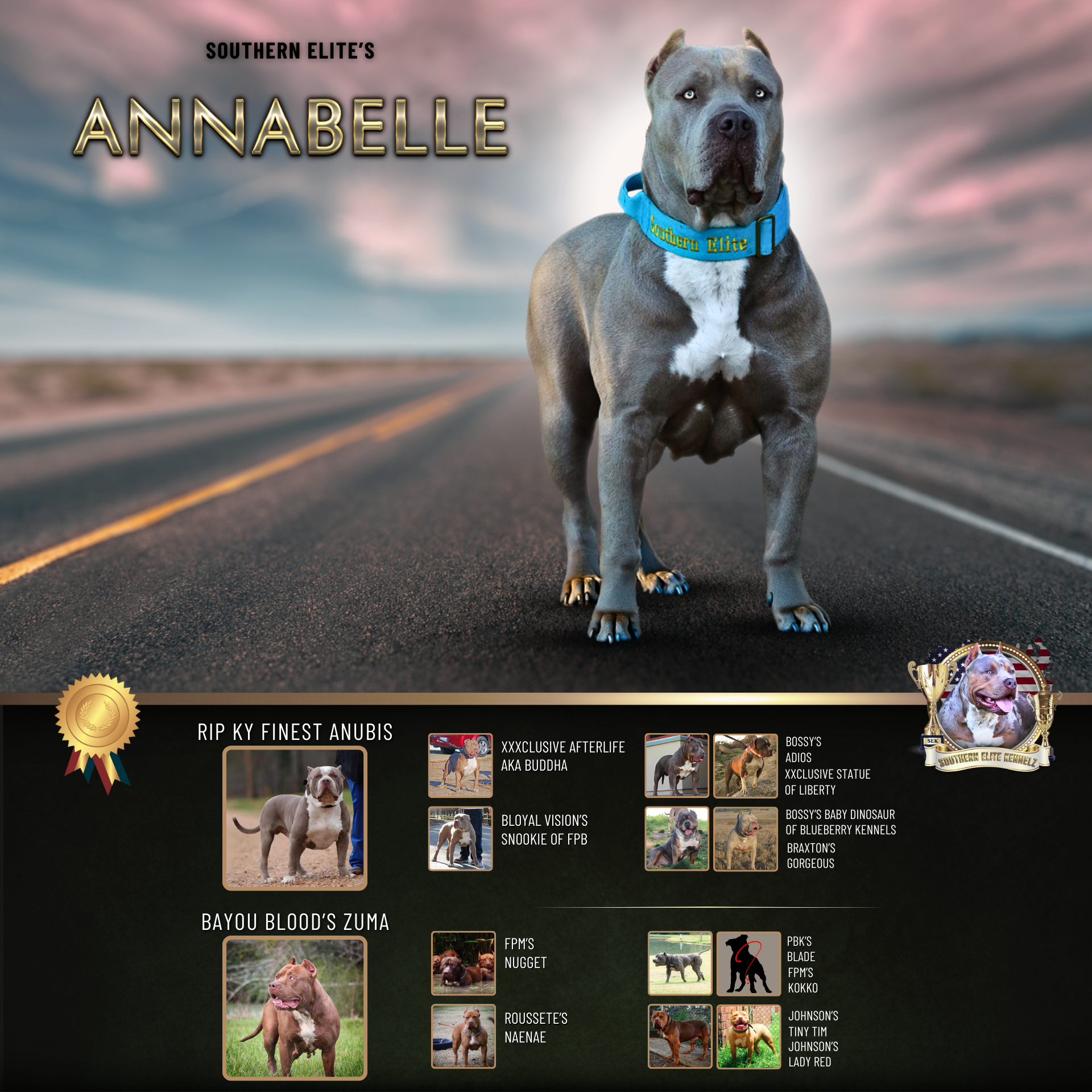 Southern Elite's SEK's Annabelle solid lilac Xl American Bully female health tested