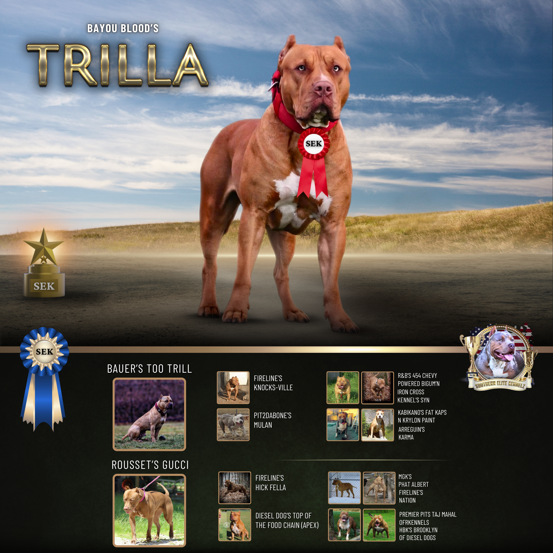 Bayou Blood's Trilla of SEK is a muscular red red nose XL American Bully Pitbull owned by MS XL Bully breeders