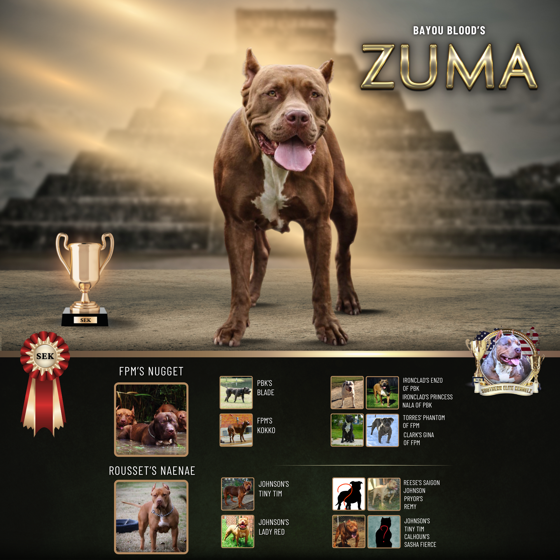 Bayou Blood's Zuma of SEK is a muscular chocolate XL American Bully Pitbull owned by Mississippi Bully breeders