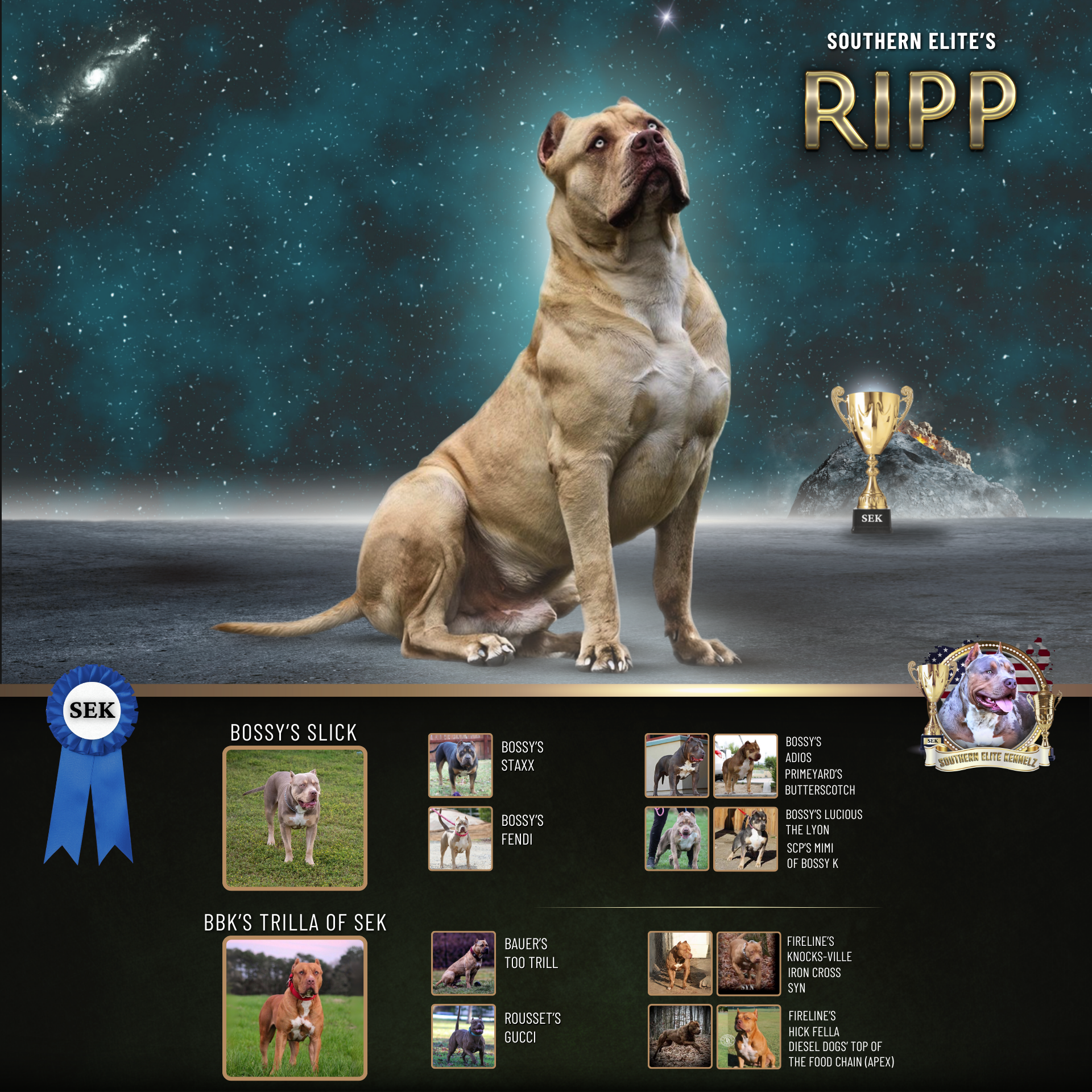 Southern Elite's Ripp is a champagne XL Bully dog XL Pitbull stud in Mississippi by MS Bully breeders
