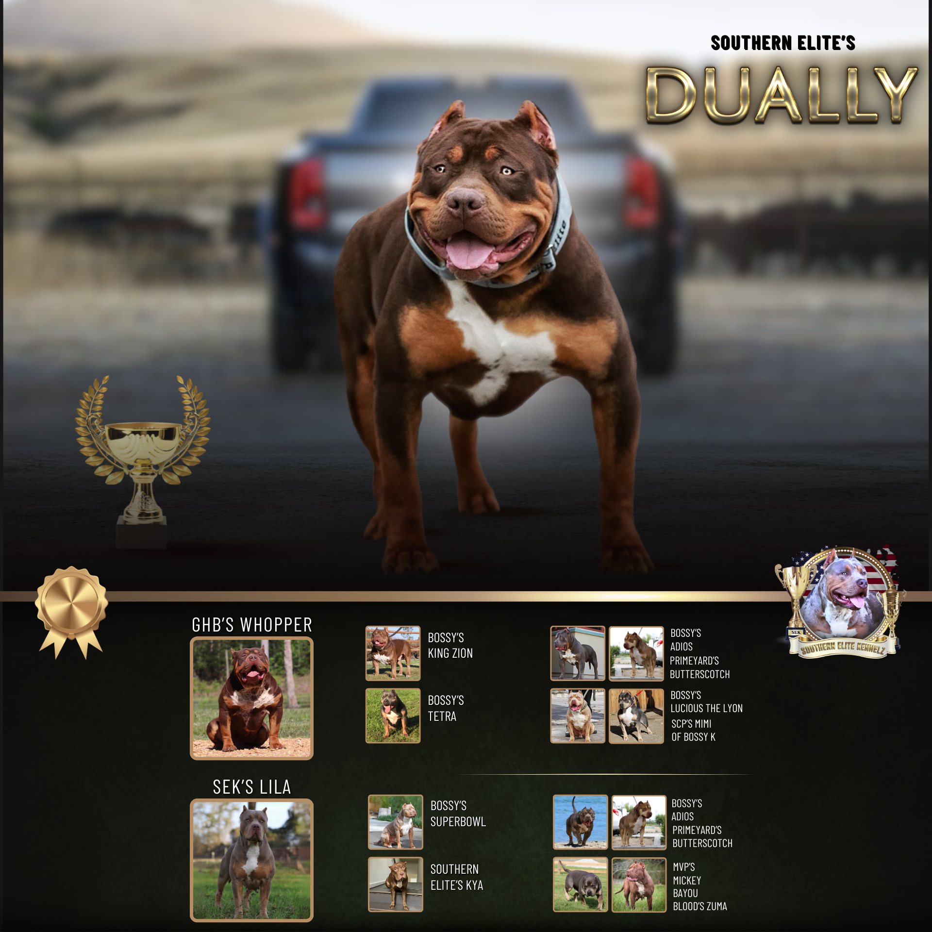 Copy of Southern Elite's Dually Xl Bully male health tested chocolate tri XL American Bully stud GHB Whopper son