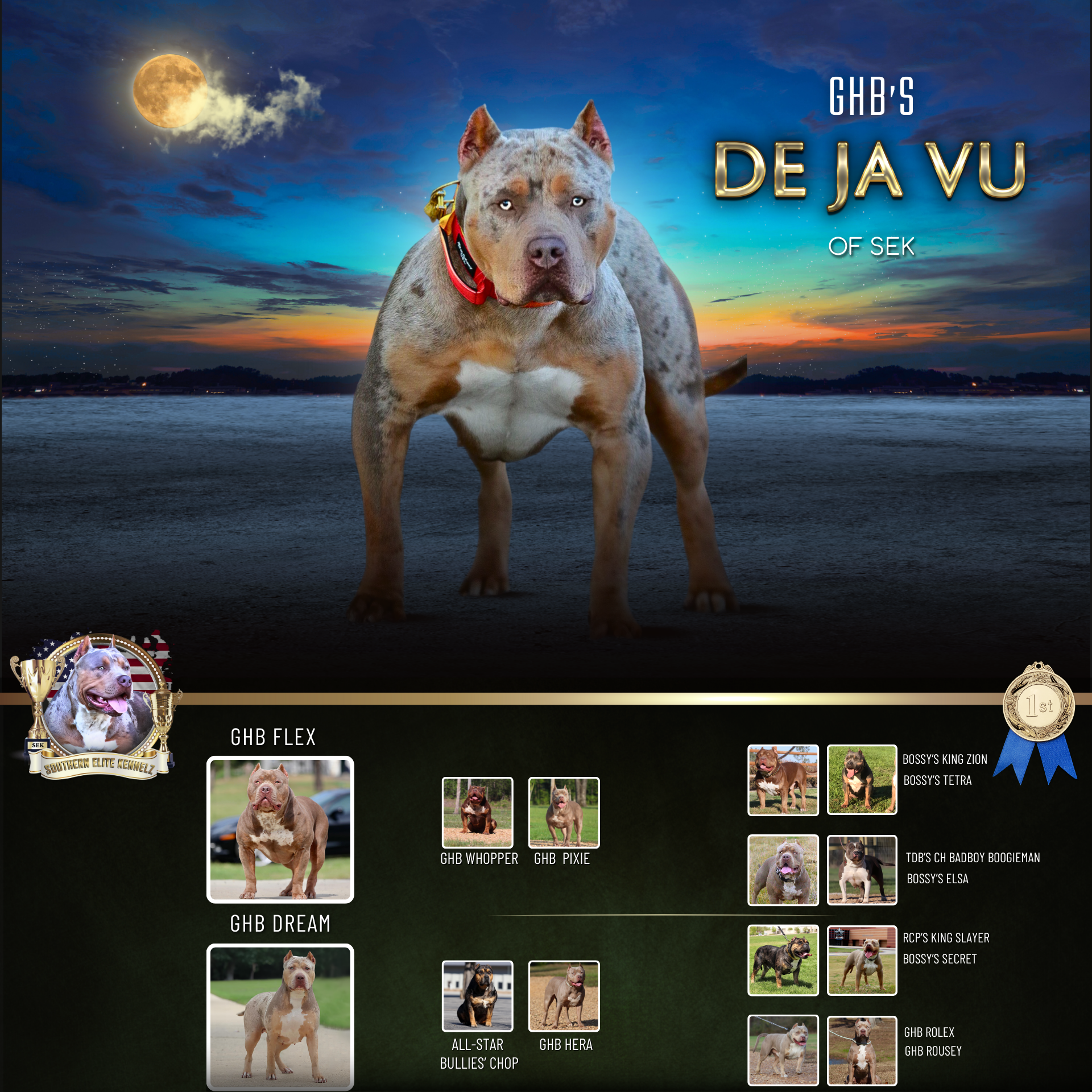 GHB's De Ja Vu of SEK lilac merle tri XL Bully dog female Gatorhead Bullies Flex daughter