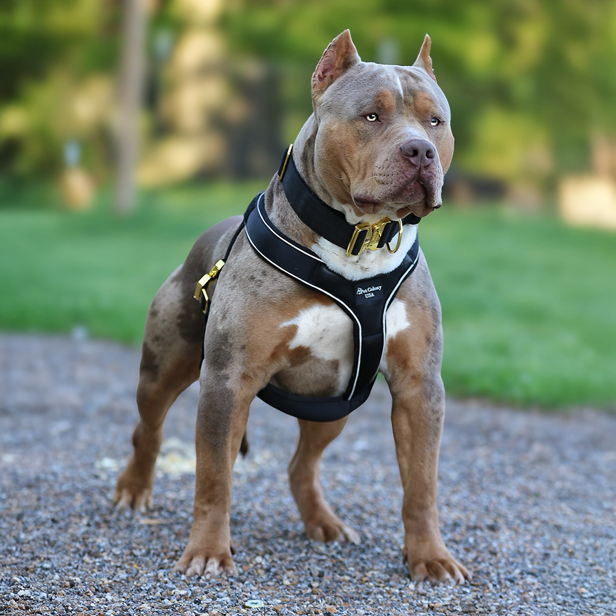 SEK Cairo lilac merle tri XL American Bully health tested stud in Mississippi XL Bully breeders