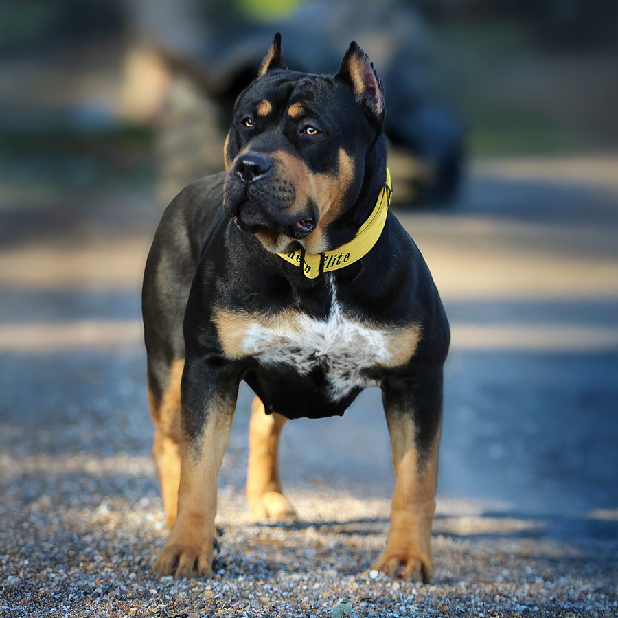 Read more about the article SEK’s Luna