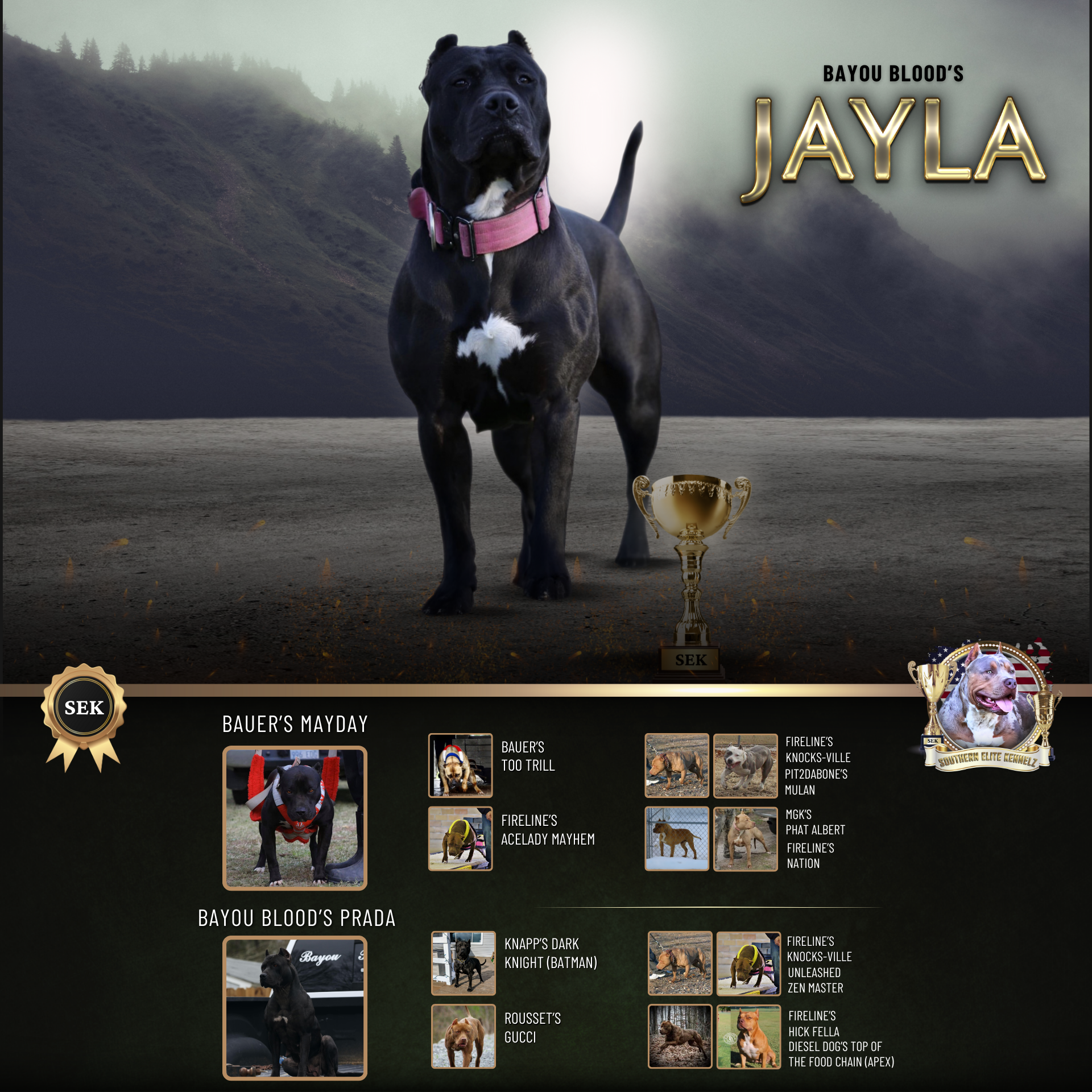 Copy of Bayou Blood's Jayla is a black Xl American Bully dog XL Pitbull Mississippi Bully breeders