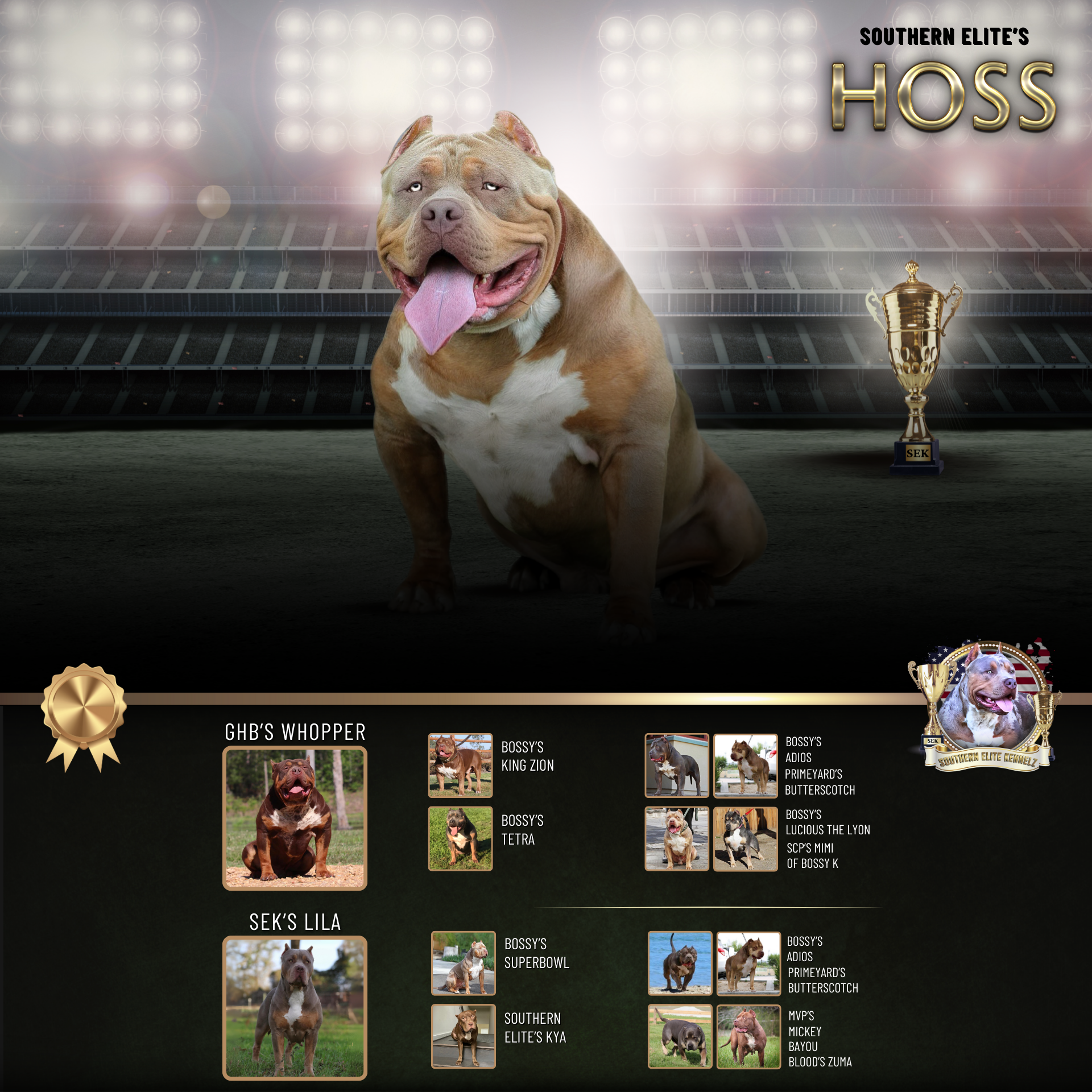 Copy of SEK's Southern Elite's Hoss XL Bully stud health tested lilac tri tricolor XL American Bully GHB Whopper son Mississippi Bully breeders