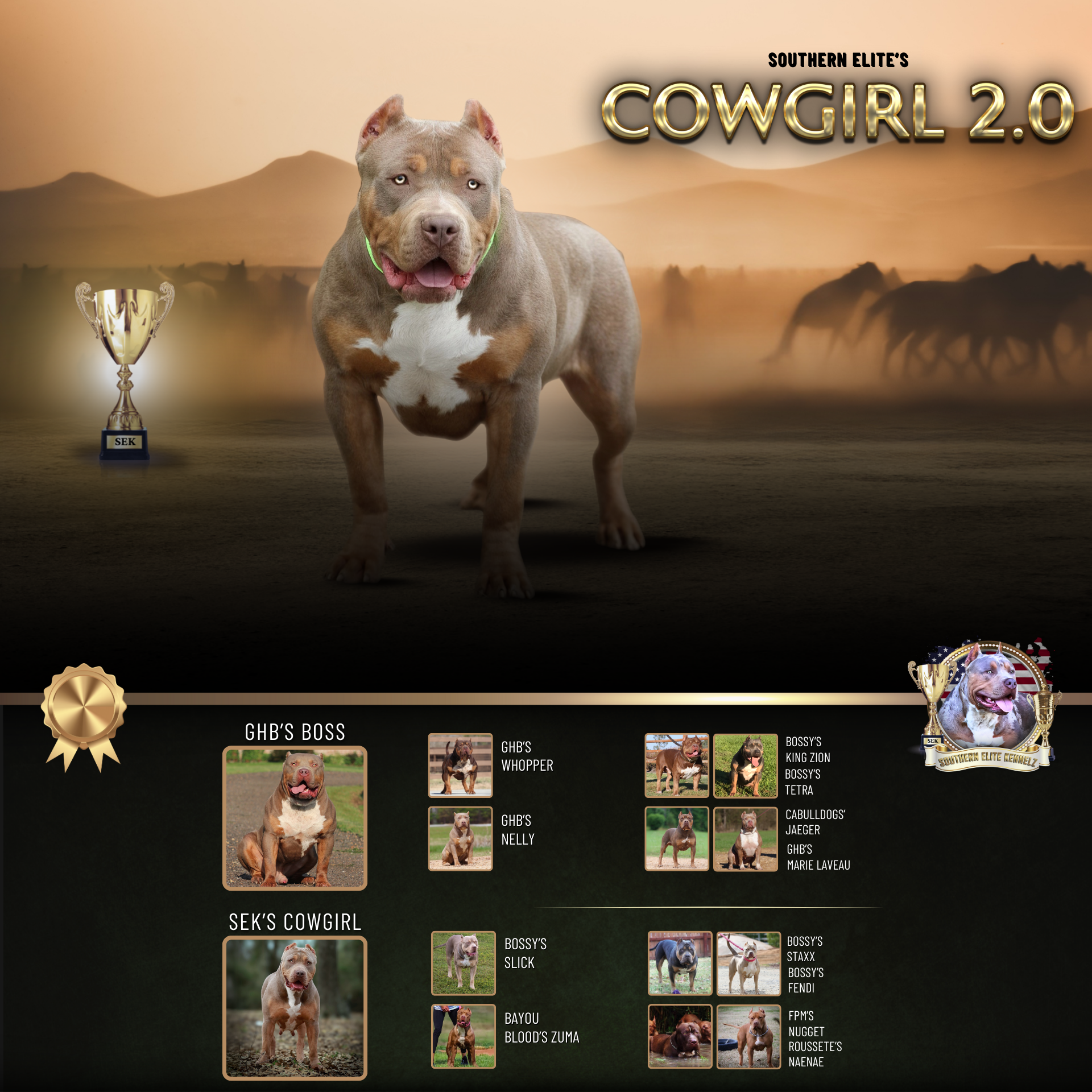 SEK's Southern Elite's Cowgirl 2.0 XL Bully female health tested lilac tri tricolor XL American Bully GHB Boss daughter, Mississippi Bully breeders