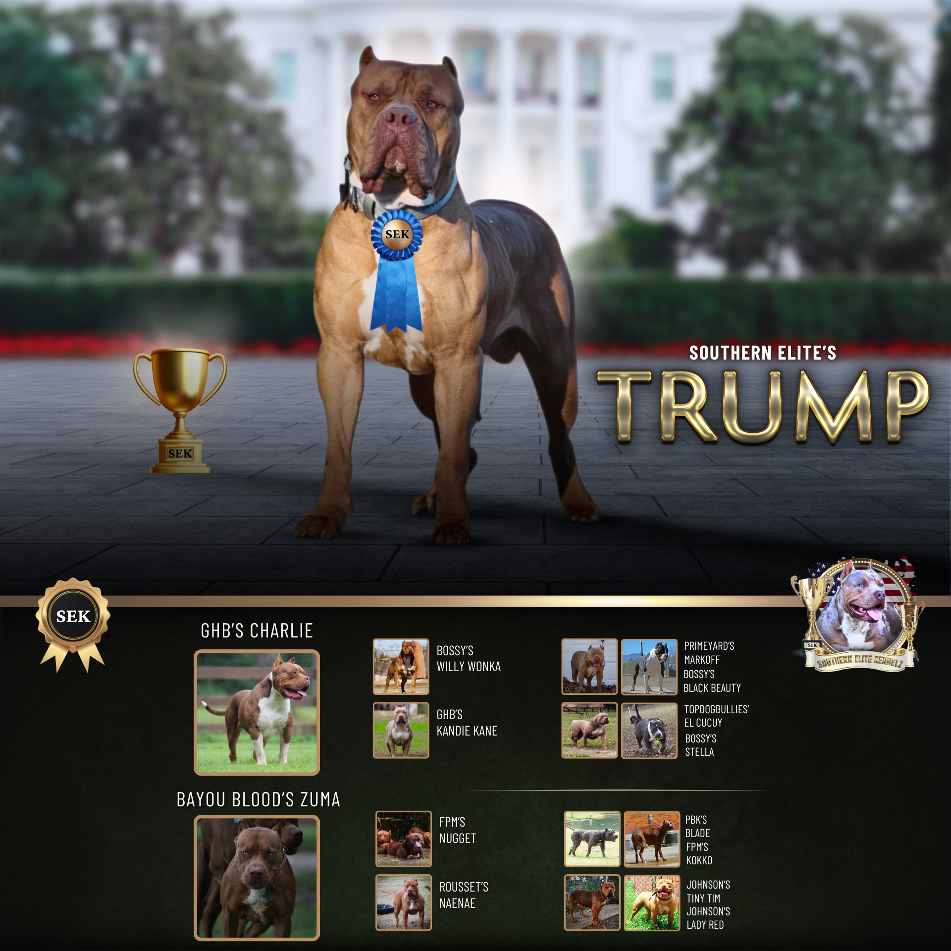 SEK's Trump is a lilac XXL American Bully Pitbull Mississippi Bully breeders (1)