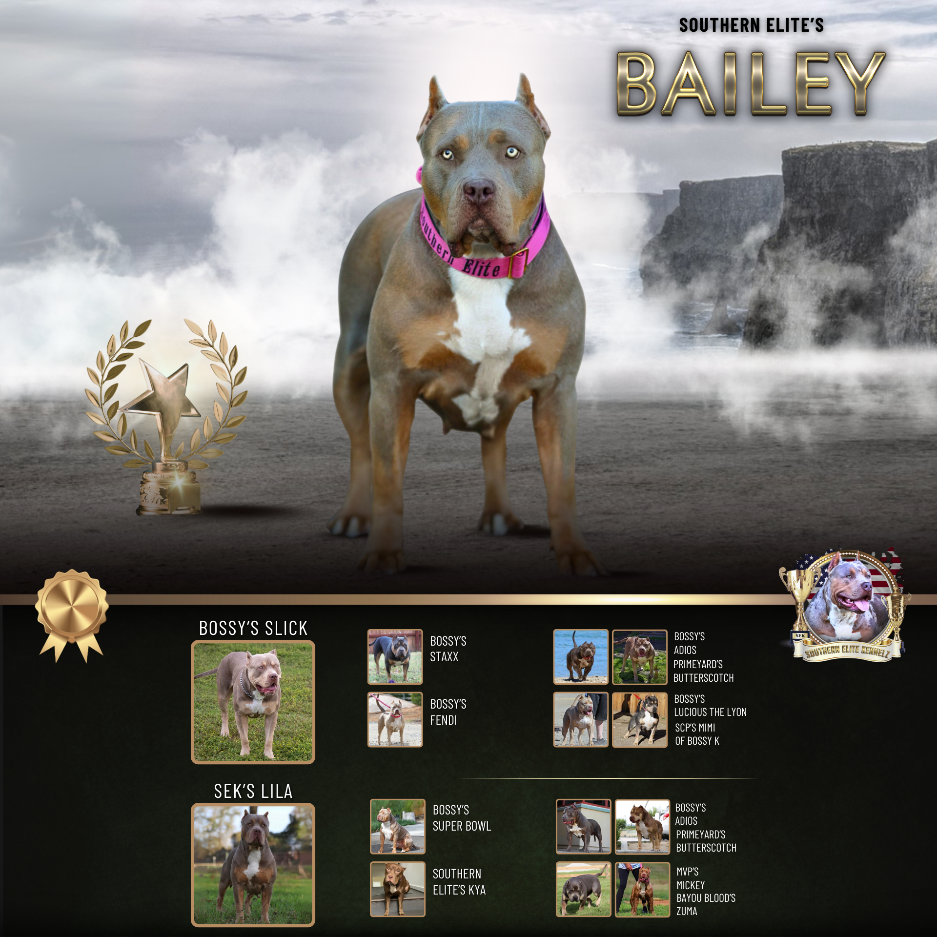 Southern Elite's Bailey is a lilac tri color Xl Bully female health tested
