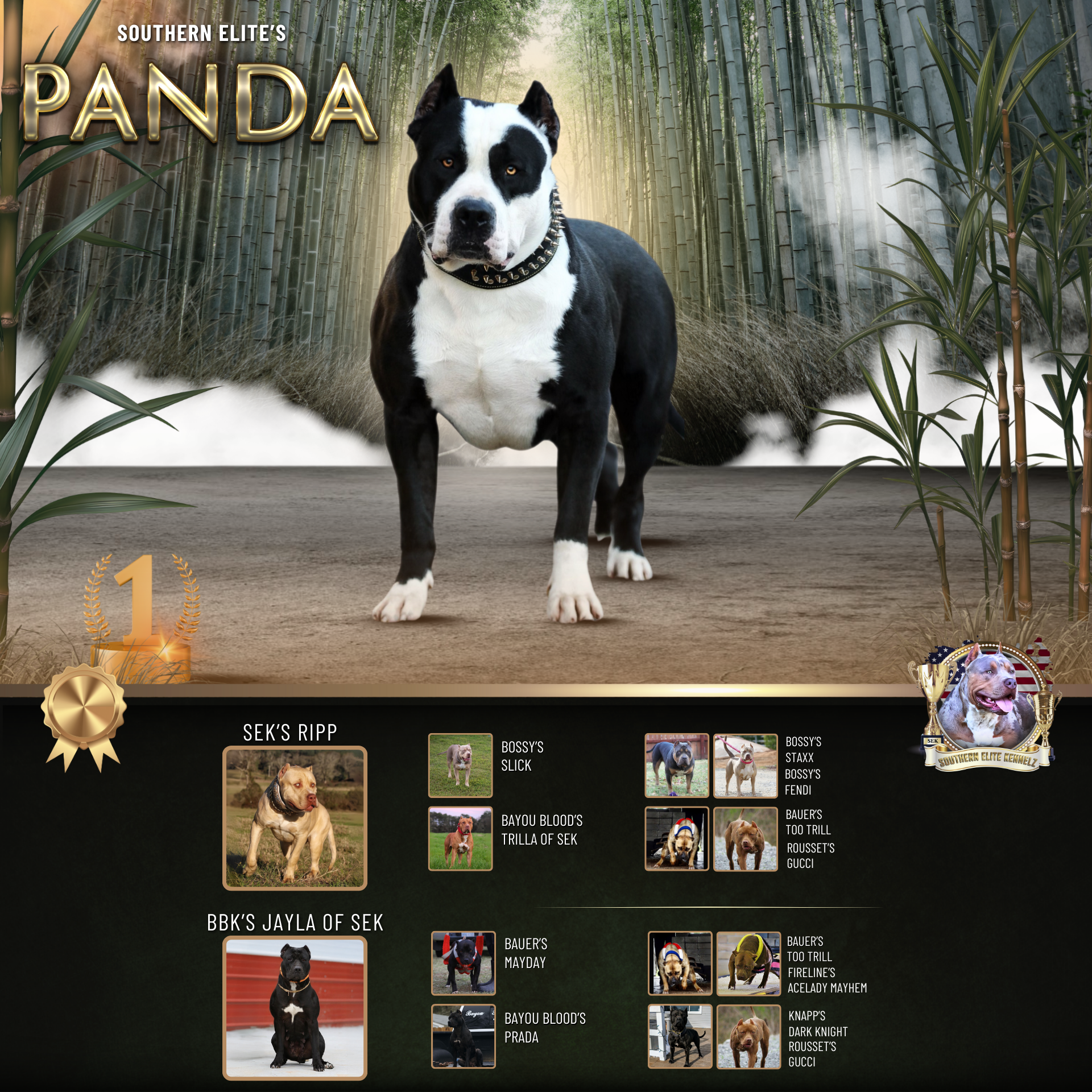 Southern Elite's Panda is a black and white Xl Bully dog stud health tested in Mississippi Bully breeders