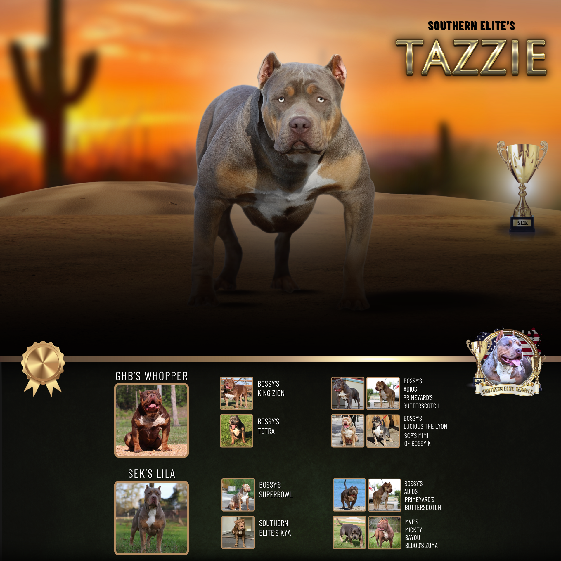 SEK's Southern Elite's Tazzie XL Bully female health tested lilac tri tricolor XL American Bully GHB Whopper daughter