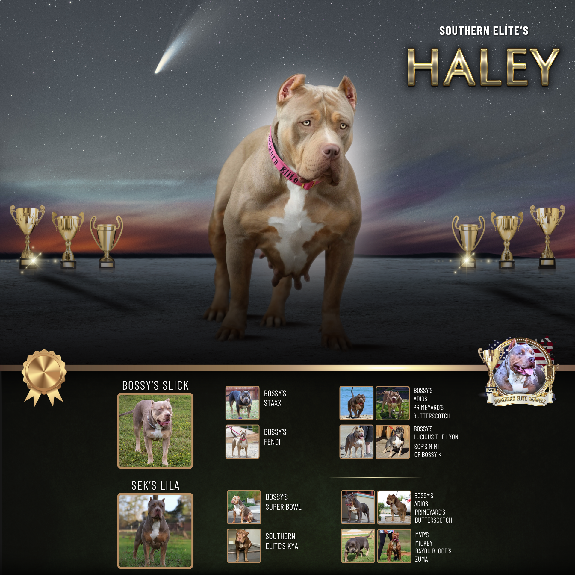 Southern Elite's SEK's Haley lilac tri XL American Bully dog female