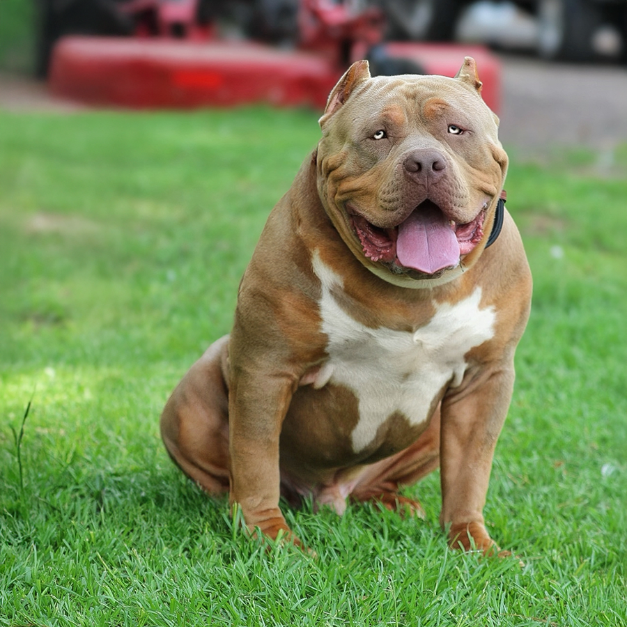 SEK's Southern Elite's Hoss is a Gatorhead Bullies Whopper and SEK Lila son. He's a gigantic massive XL Bully stud, lilac tri and health tested American Bully Pit breeders