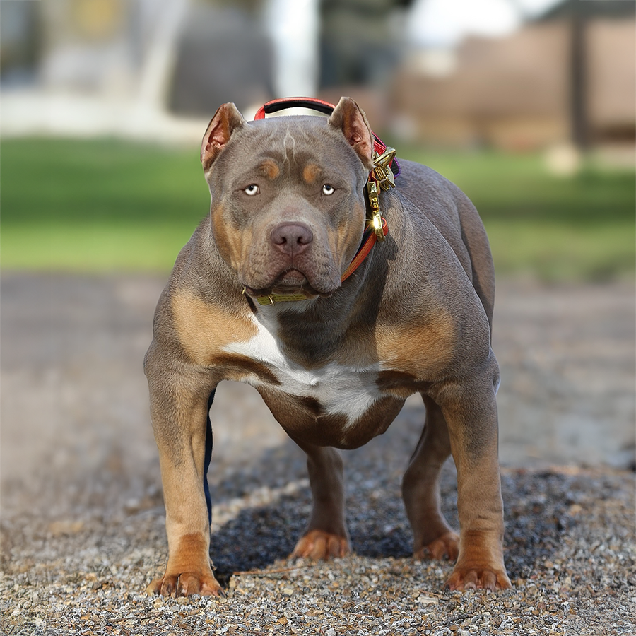 Read more about the article SEK’s Tazzie