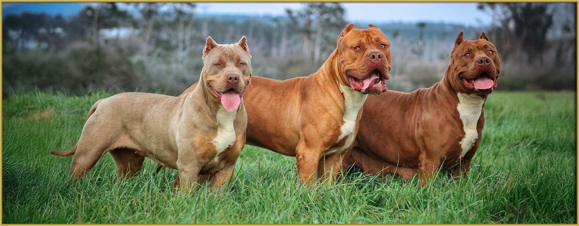 Retired XL American Bully dogs. Lilac Bullies, Red XL Pitbulls, and chocolate XL American Bullies health tested Retired XL American Bully dogs. Lilac Bullies, Red XL Pitbulls, and chocolate XL American Bullies health tested
