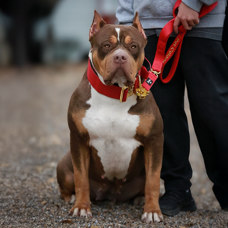 SEK's Layla is a beautiful chocolate tri health tested female XL Bully XXL Pitbull owned by Southern Elite Kennelz of Mississippi