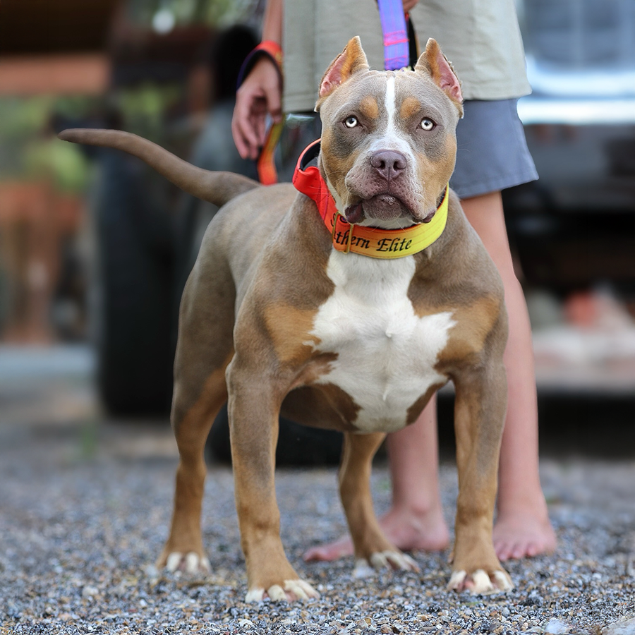 lilac tri XL American Bully adult female for sale in Mississippi SEK Southern Elite Kennelz