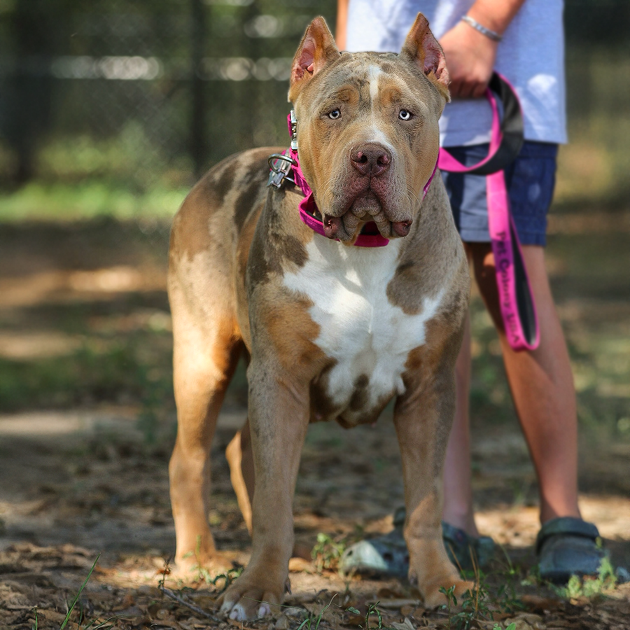 Lilac tri merle XL American Bully female adult for sale or adoption