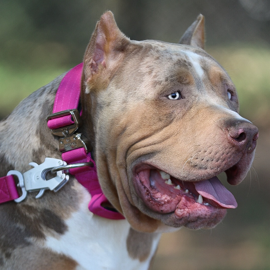 Lilac tri merle XL Bully breeders near me in Mississippi