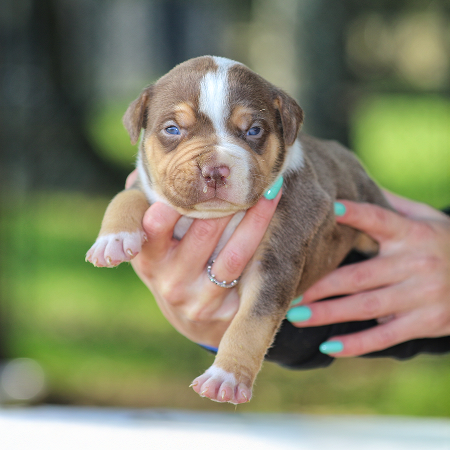 SEK Southern Elite Kennelz of MS chocolate tri American Bully XL for sale near me