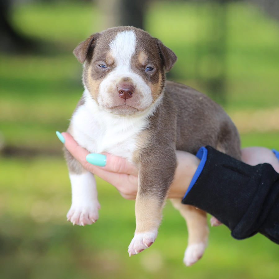 SEK Southern Elite Kennelz of Mississippi chocolate tri XL Bullies for sale near me
