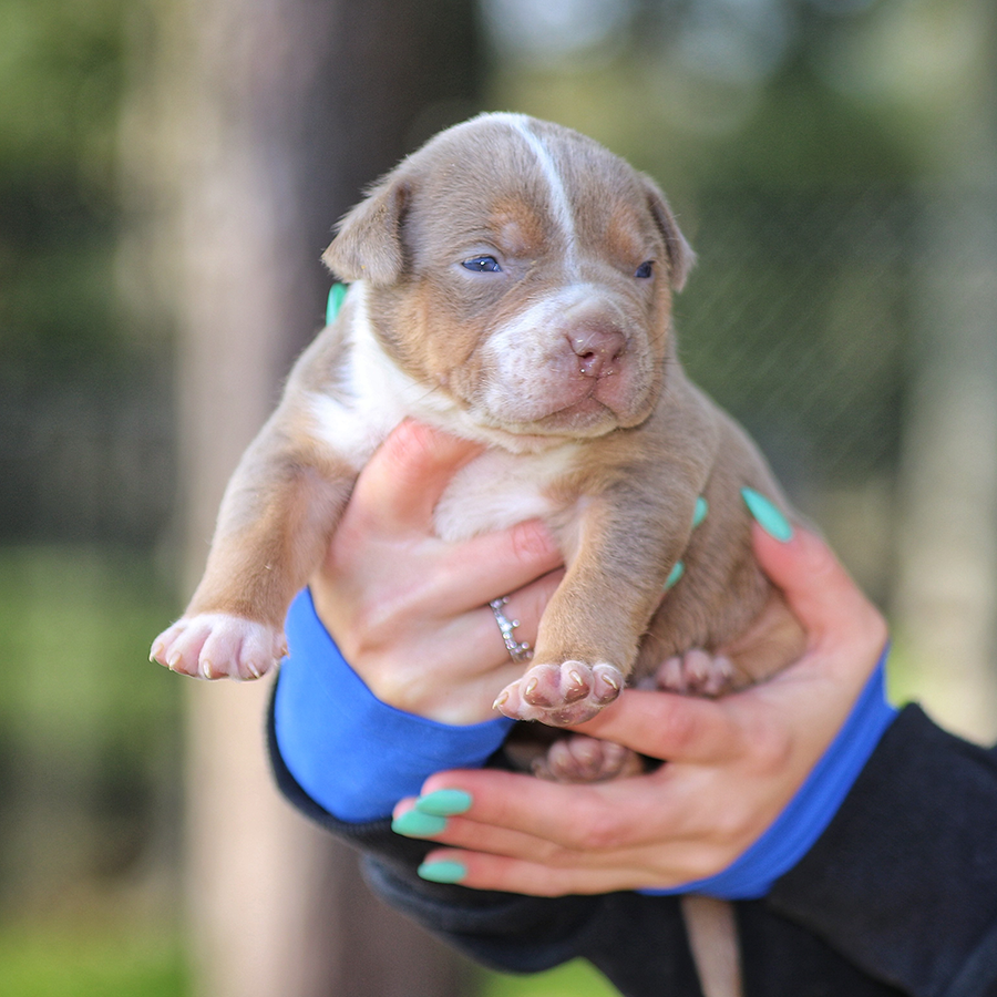 SEK Southern Elite Kennelz of Mississippi lilac tri XL American Bully puppy for sale near me